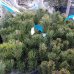 Borovica horská (Pinus mugo) ´MUGHUS´ - kont. C10L, ⌀ 30-40 cm, výška: 30-40 cm